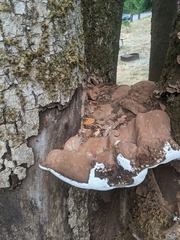 Ganoderma brownii