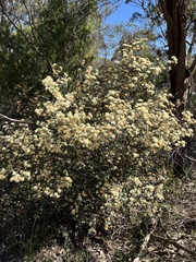 Phebalium squamulosum
