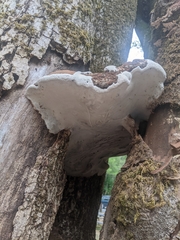 Ganoderma brownii