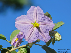 Solanum hindsianum