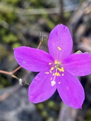 Phemeranthus calcaricus