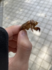 Graptopsaltria nigrofuscata