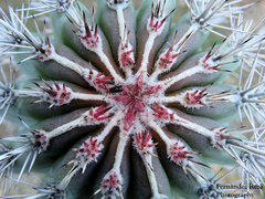 Pachycereus pringlei