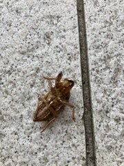 Graptopsaltria nigrofuscata