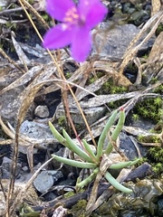 Phemeranthus calcaricus