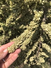 Atriplex canescens