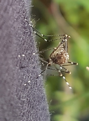 Aedes alboannulatus