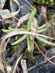 Phemeranthus calcaricus