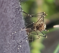 Aedes alboannulatus