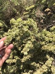 Atriplex canescens