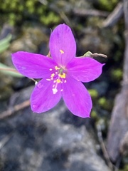 Phemeranthus calcaricus