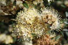 Phebalium squamulosum