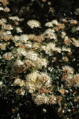 Phebalium squamulosum