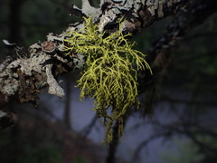 Letharia vulpina