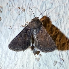 Protorthodes
