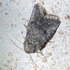 Protorthodes