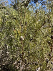 Isopogon anethifolius