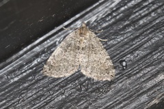 Hydriomena furcata