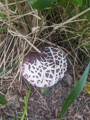 Chlorophyllum brunneum