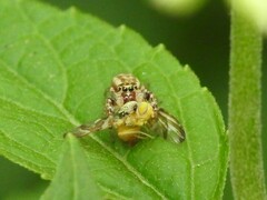 Procecidocharoides penelope