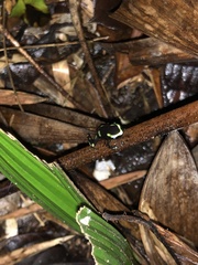Dendrobates auratus