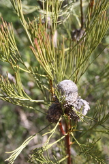 Isopogon anethifolius