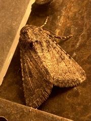 Lacinipolia leucogramma