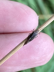 Cerastipsocus venosus