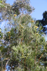 Isopogon anethifolius