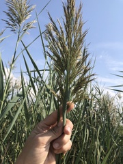 Arundo donax