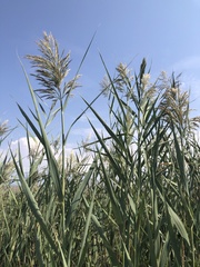 Arundo donax
