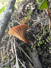Lactarius badiosanguineus