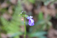 Salvia laevis