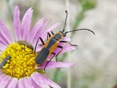 Chauliognathus limbicollis