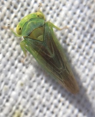 Populicerus