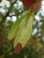 Fraxinus latifolia