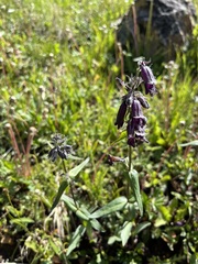 Penstemon whippleanus