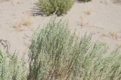 Artemisia tridentata