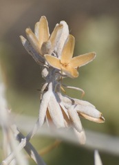 Tetradymia tetrameres