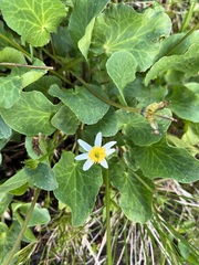 Caltha chionophila