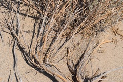 Artemisia tridentata