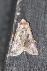 Autographa ampla