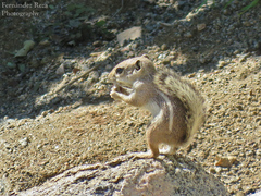 Ammospermophilus leucurus
