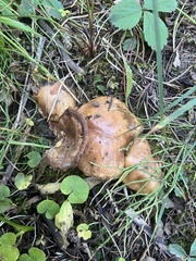 Gomphidius glutinosus