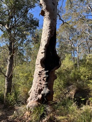 Angophora costata