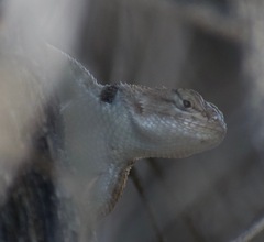 Sceloporus uniformis