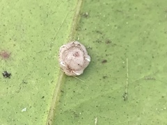 Ceroplastes
