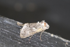 Autographa ampla