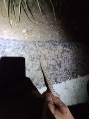 Pituophis catenifer affinis