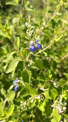 Salvia ballotiflora